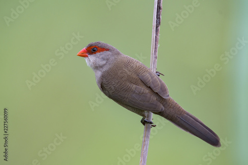 Common Waxbill