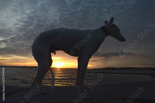 Podenco dog seen as a ailhouette in evening light.