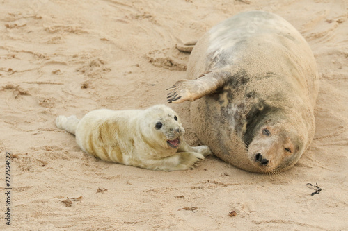 A Grey Seal (Halichoerus grypus) mum with her newly born pup lying on the beach.