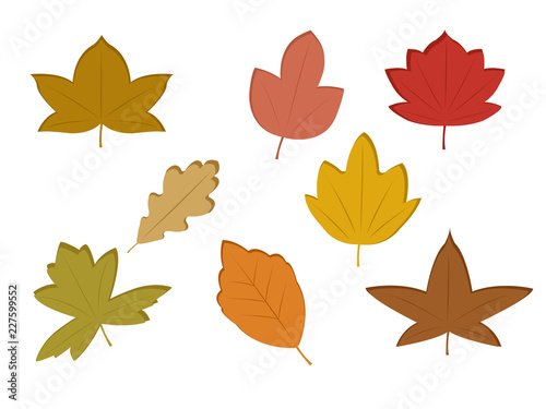 Vector set of fall leaves of various types and colors