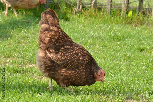 een krielkip in een weitje op een boerderij in Zuid-Limburg