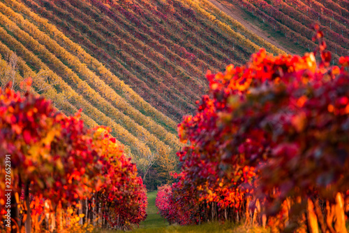 Castelvetro, Vineyards in color, autumn. Modena, Emilia Romagna, Italy