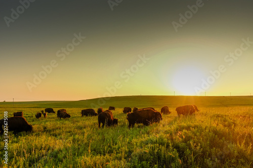 Buffalo Sunset