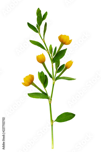 Green twig with fresh leaves and yellow flowers