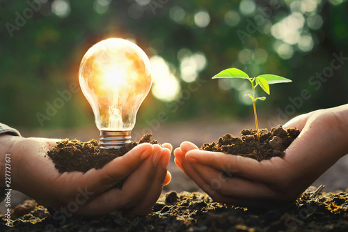 hand holding lightbulb with small tree and sunshine. concept energy power in nature