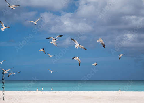 blackheaded gulls on tropical beach