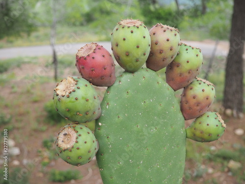 Frutos de la tuna o chumbera, conocidos como higo chumbos.