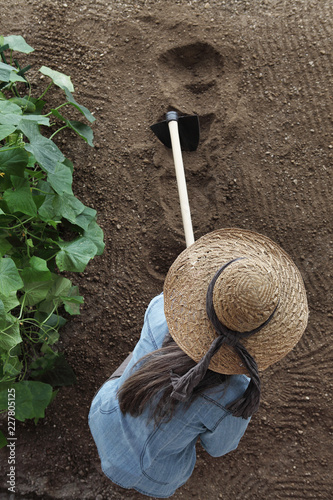 woman farmer working with hoe in vegetable garden, hoeing the soil near a cucumber plant, top view and copy space template