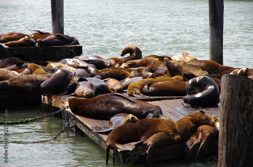 Des lions de mer sur la jetée n°39 à San Francisco (USA)