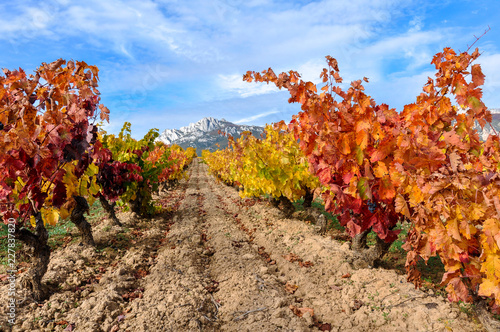 Vineyard at Rioja Alavesa, Cantabria mountain range as background, Basque Country, Spain