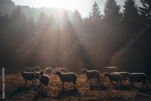 Sheep on morning autumn pasture