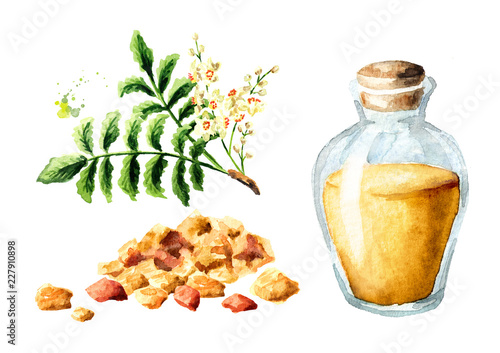 A bottle of frankincense essential oil with frankincense resin and boswellia leafes and flowers set. Watercolor hand drawn illustration, isolated on white background