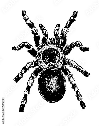 hand drawn illustration of a tarantula on white background.