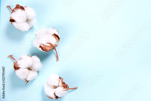 Cotton flower branch on empty blue background.