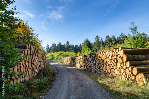 gelagerte Holzstämme zum Abtransport im Deister