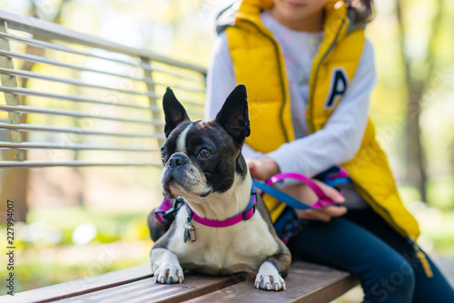 Little girl playing in an autumn park with boston terrier dog. Leisure time concept