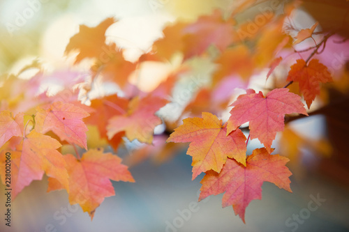 Closeup view at yellow and little red maple tree leaves. With bokeh