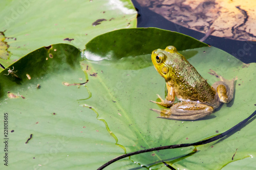 Green Frog on Lily Pad