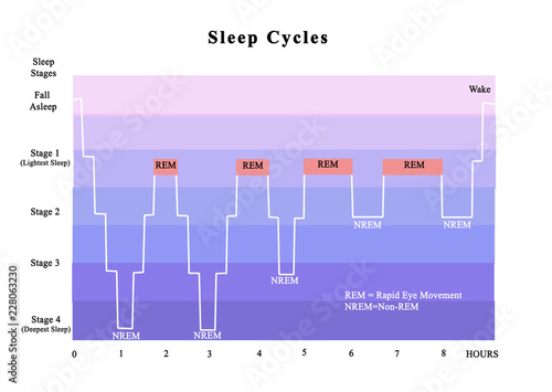 Cycles of sleep