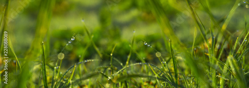 Morning dew on the grass, sunlight, rays, water drops, shine. Vegetative natural background, autumn grass. Morning in the sun, close-up. Background bokeh.