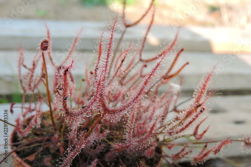 The red carnivorous forked-leafed sundew