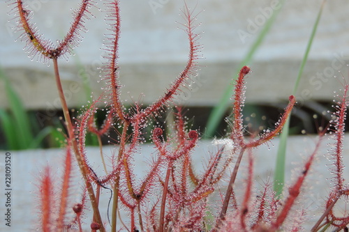 The red carnivorous forked-leafed sundew