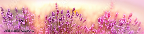 Soft and selective focus on lavender flower, beautiful lavender in flower garden