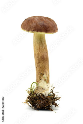 Bay bolete mushroom on isolated white background.