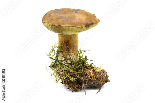 Bay bolete mushroom on isolated white background.