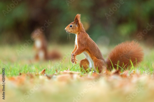 Eurasische Eichhörnchen- Sciurus vulgaris