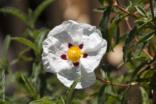 Albany Australia, white rock-rose flower with crimson markings 