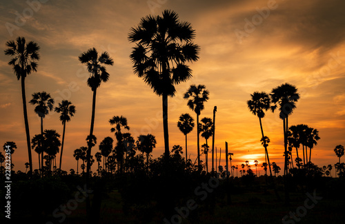 Sugar palm tree in rice fields