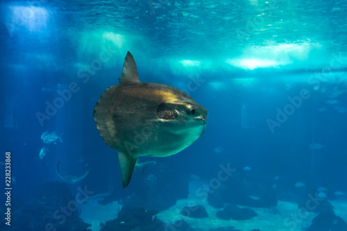 The ocean sunfish or common mola (Mola mola) in the Lisbon Oceanarium in Portugal.
