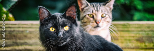 Black cat with yellow eyes banners . Two cute cats outside in garden looking. Panoramic crop. House pets animals.