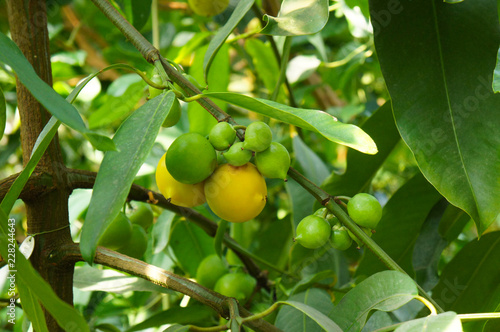 Garcinia brasiliensis or bacupari plant 