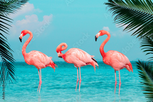 Vintage and retro collage photo of flamingos standing in clear blue sea with sunny sky with cloud and green coconut tree leaves in foreground.