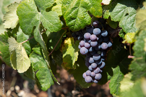 Close up of grapes on the vine in a vineyard. 