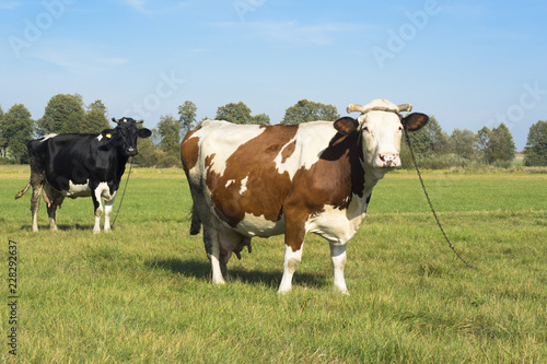 Cows and meadow - krowy pasące się na łące