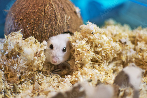 A hamster leaving his house made of coconut.