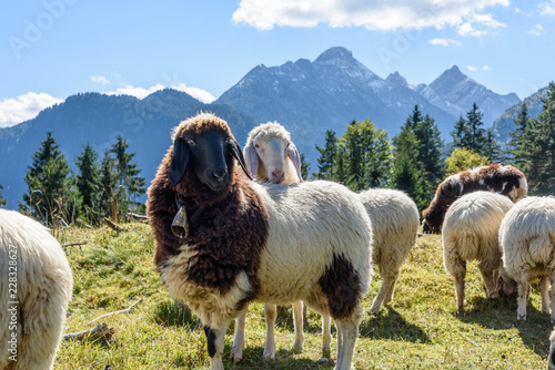 Schafe auf dem Kranzberg in Mittenwald, Bayern