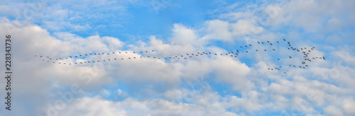 Panorama mit Zugvogel Kranich und Schwarm am fliegen im Himmel