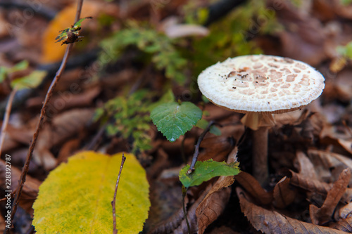 Lepiota is a genus of gilled mushrooms in the family Agaricaceae. All Lepiota species are ground-dwelling saprotrophs with a preference for rich, calcareous soils.