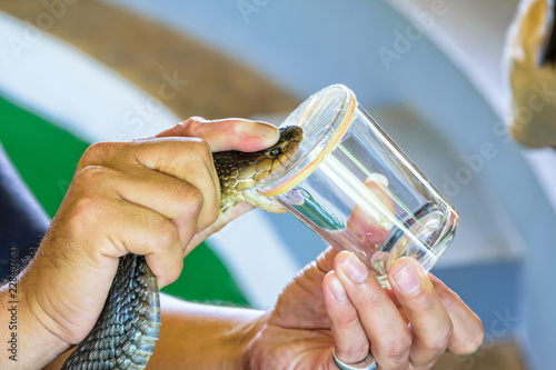 Cobra Venom Extraction, using the handles on the neck of the Cobra put on the edge of the glass to bite until it can see its poison
