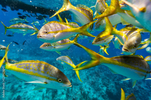 Colorful Yellowtail Snappers fish by the reef. Selective focus