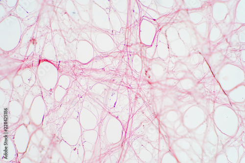 Areolar connective tissue under the microscope view.