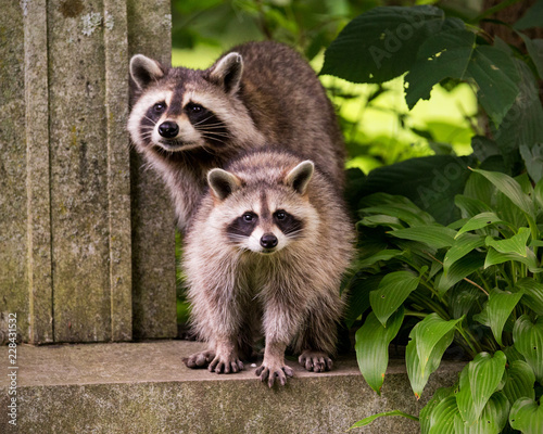 Two raccoons surprised by human presence