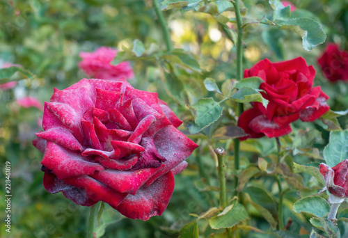 Powdery mildew on red rose