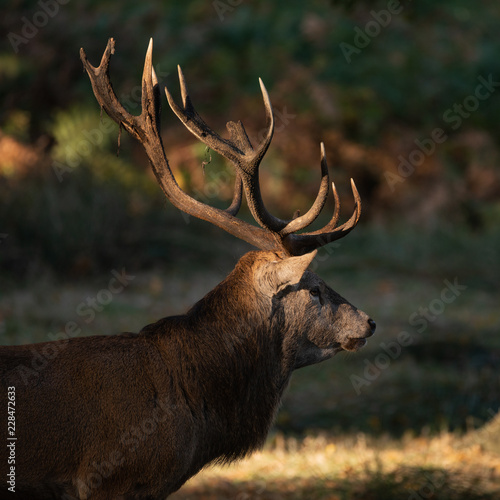 Beautiful portrait of red deer stag Cervus Elaphus in colorful Autumn Fall woodland landscape