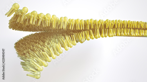 Human lipid bilayer - 3D Rendering