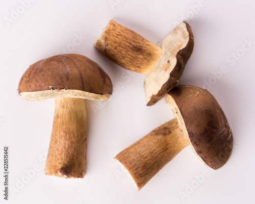 autumn bay bolete on a white background